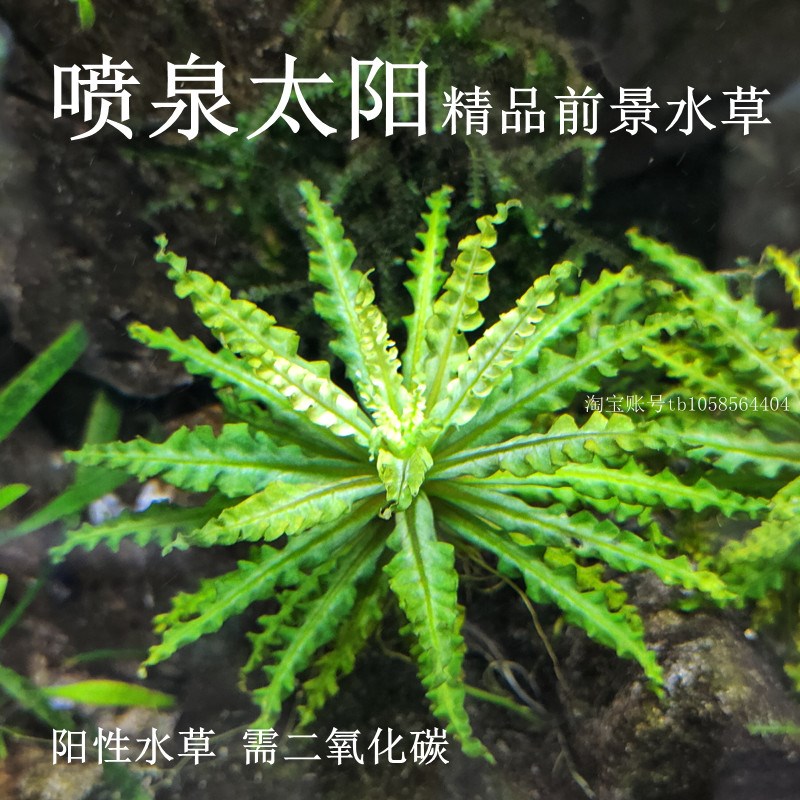速发喷泉下叶中景水草阴性水太前水草鱼缸草缸造景