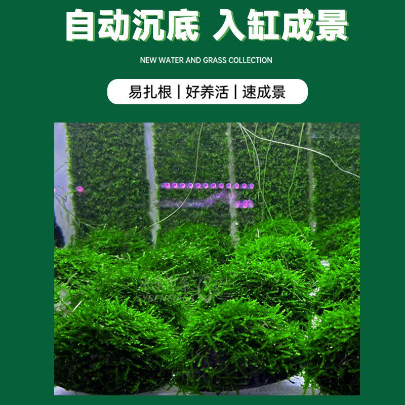 速发鱼缸莫斯水草莫美凤莫斯半球凤尾斯大垂泪莫斯悬浮半球新手造