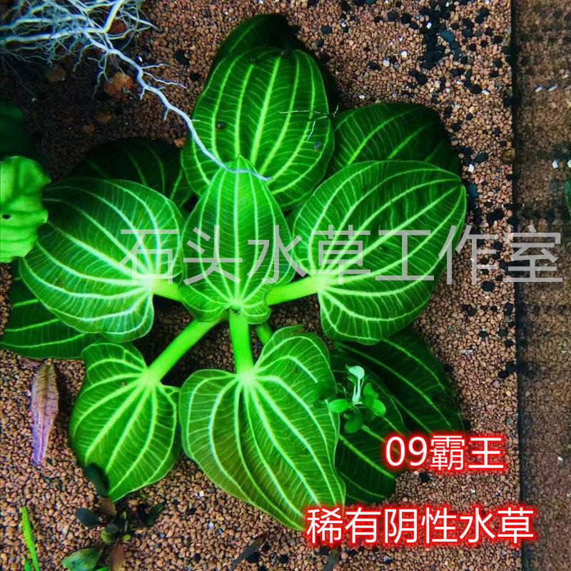 速发深绿水霸王稀有水草绿色0草0伊瓜苏来性水草水下叶自阴水养殖