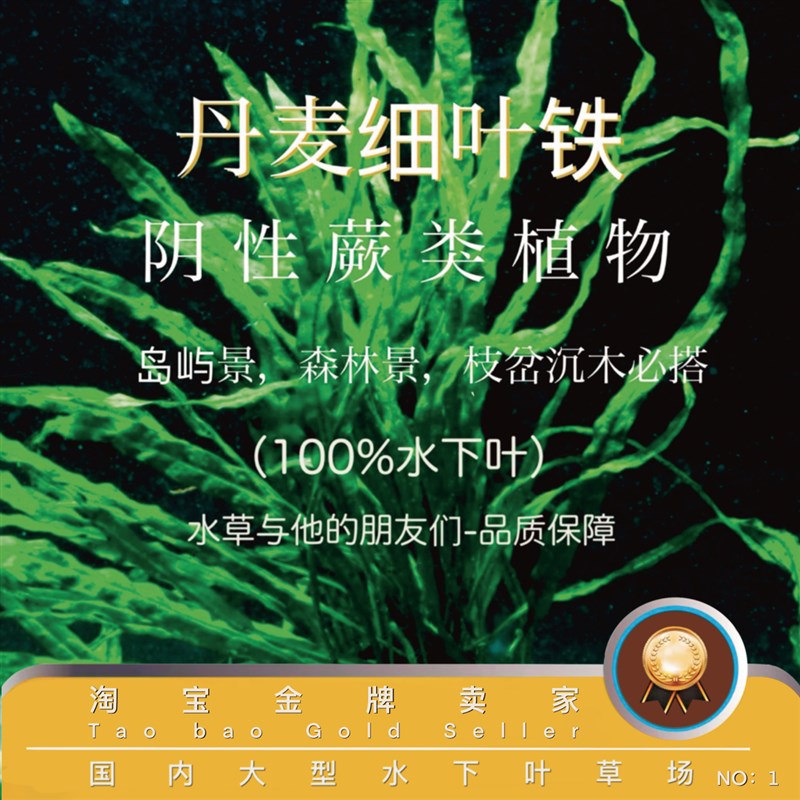 速发AAA丹麦细叶铁(100%水下叶)DDA常用水草无可碳但有碳状态好