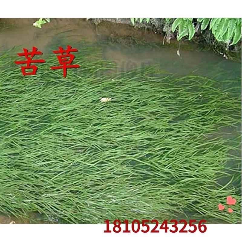 速发草鱼草鱼牧鱼鱼吃的养殖四季畜牧种塘水草鱼草养草喂鱼一年生
