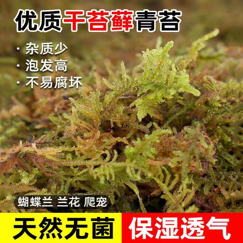 水苔蝴蝶兰专用毛毛虫水苔七星干苔藓兰花土植料乌龟冬眠垫材