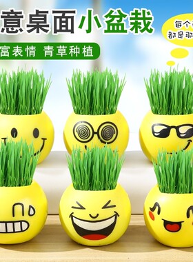 办公室迷你植物桌面小盆栽室内绿植青草种植表情栽培草头娃娃情思