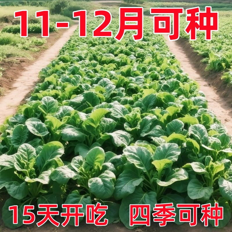 (新种到了)大叶木耳菜肉厚菜落葵小青菜种子春夏季室外春季蔬菜种