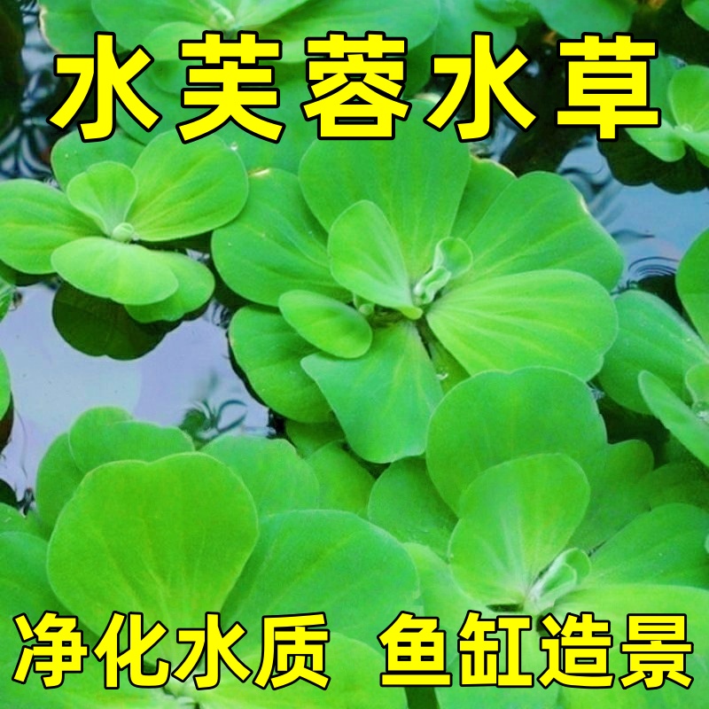 水芙蓉水葫芦圆心萍养鱼缸造景净化水质水生植物池塘养殖浮萍水草