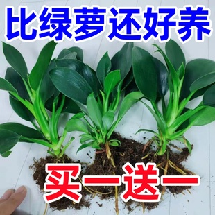金钻盆栽绿萝箩植物室内花卉绿植水培办公室多肉新房家用吸除好养