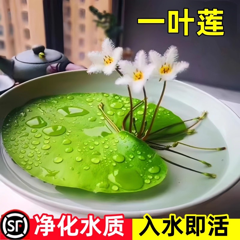 一叶莲无土水生水培植物水生水养鱼盆池碗莲盆栽莲花水养池塘水生