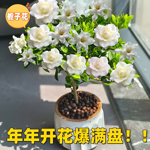 栀子花盆栽花卉植物室内水培绿植四季 好养茉莉花九里香茶花蝴蝶兰