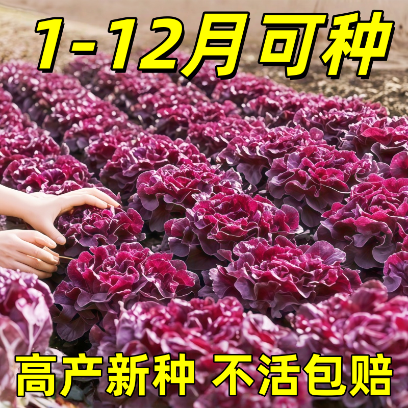生菜种子奶油咖啡紫生菜种子叶菜类生吃甜脆多汁沙拉菜意大利生菜,鲜花速递/花卉仿真/绿植园艺,家庭园艺种子,淘宝优惠券,粉丝福利购,淘宝优惠卷