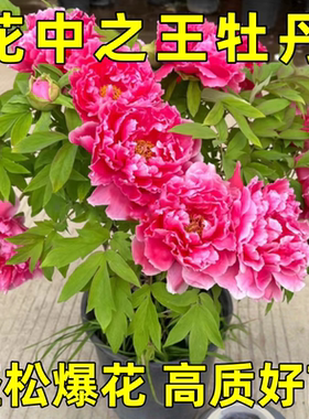 牡丹花苗盆栽大苗洛阳正宗带花苞牡丹花种耐寒重瓣花卉牡丹花树苗