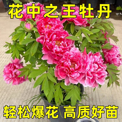 牡丹花苗盆栽大苗洛阳正宗带花苞牡丹花种耐寒重瓣花卉牡丹花树苗