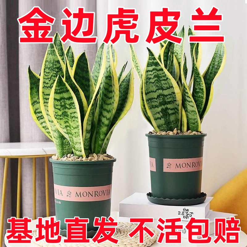 金边虎皮兰盆栽多肉易活水培植物绿植办公室内花卉大全客厅虎尾兰