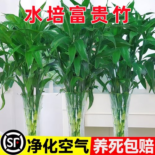 富贵竹水培植物竹子盆栽带根水养室内客厅绿植当年好养花卉粗杆冬