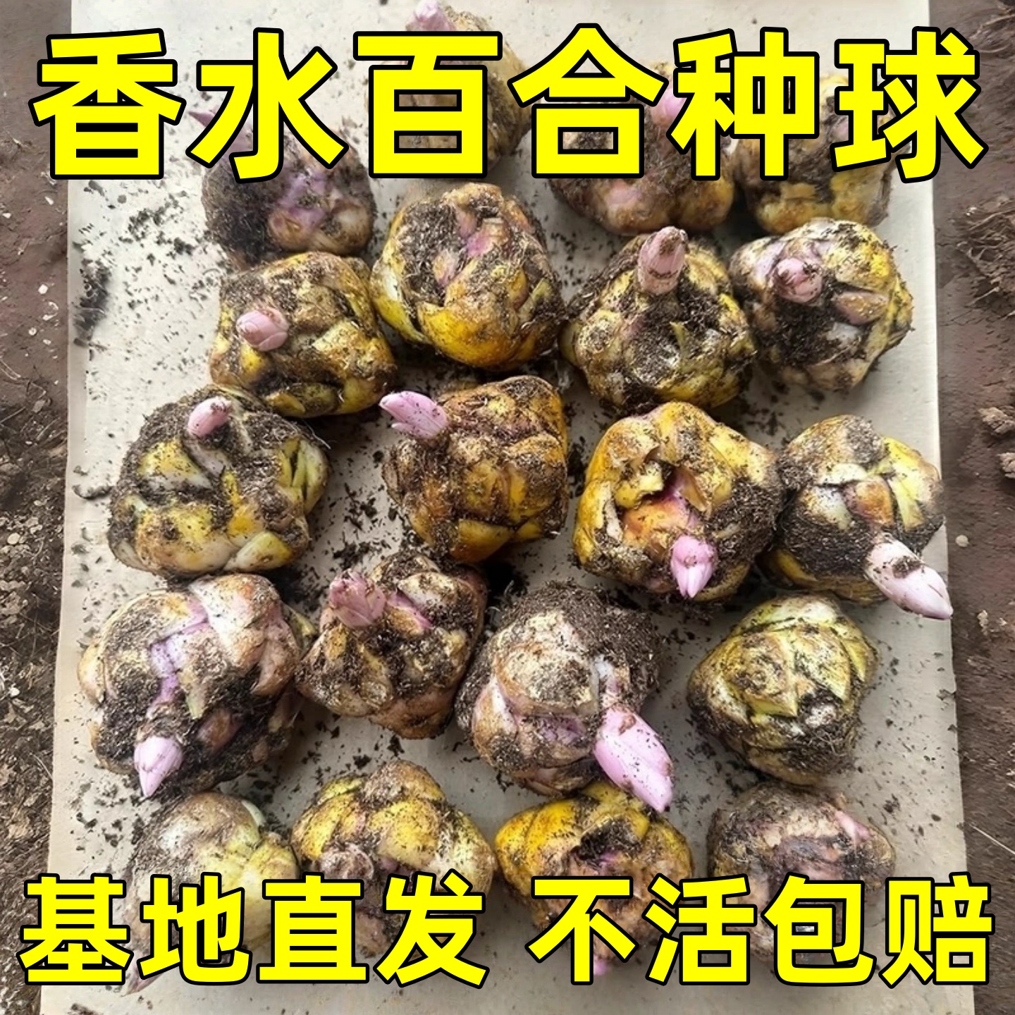 进口重瓣多头香水百合种球带牙耐寒当年盆栽室内外花卉绿植盆栽