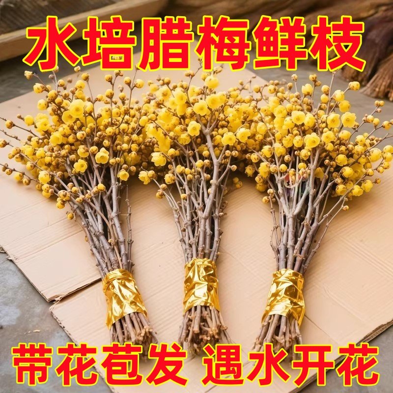 水培植物腊梅花鲜花家用插花鲜切花客厅花卉基地直发花束干枝绿植