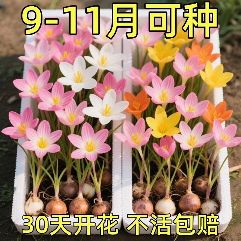 重瓣风雨兰种球四季种植好养易活庭院阳台绿植盆栽花卉植物内韭兰