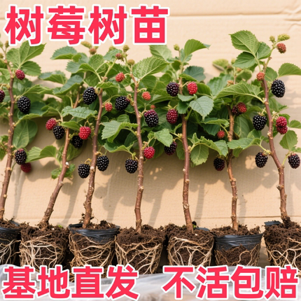 当年树莓苗盆栽覆盆子金秋树梅果苗黑莓当年结果适合南方种的果树