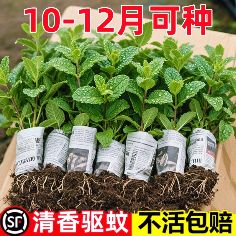 正宗薄荷苗可食用可吃用薄荷叶苗草花卉室内物薄荷叶新鲜食用