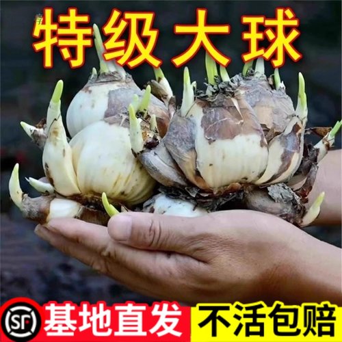 【冬天开花】漳州水仙花耐寒绿植物种多年生水养盆栽花卉大种球籽
