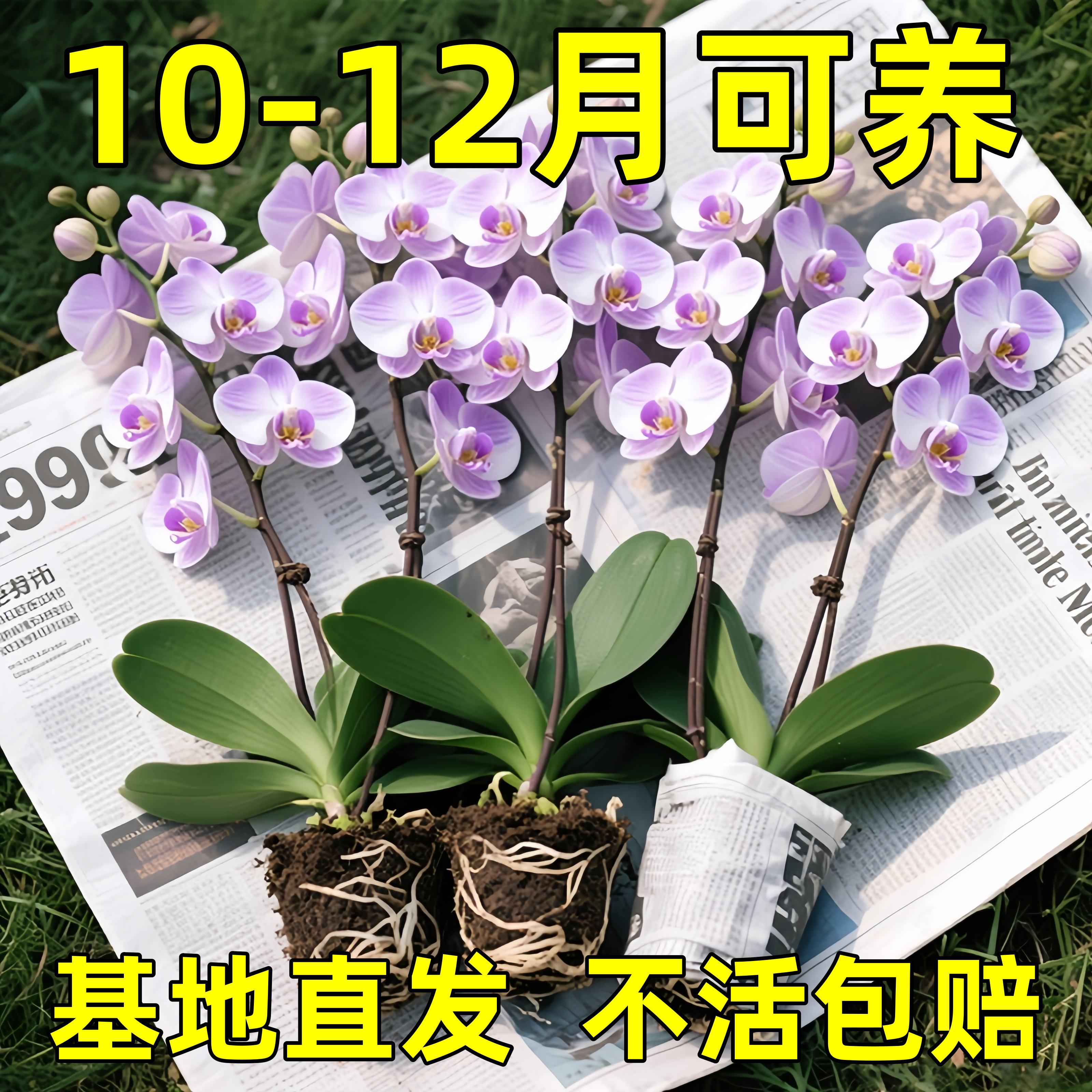 蝴蝶兰盆栽带花苞花剑兰花卉苗室内客厅阳台绿植物全国四季好养活