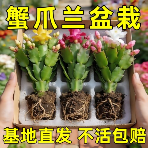 蟹爪兰盆栽带花苞开花多肉绿植物好养嫁接蟹爪莲室内花卉客厅四季