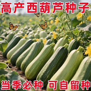 嫩南瓜籽夏秋季 西葫芦种子苗露天耐热抗寒高产四季 瓜果蔬菜种子