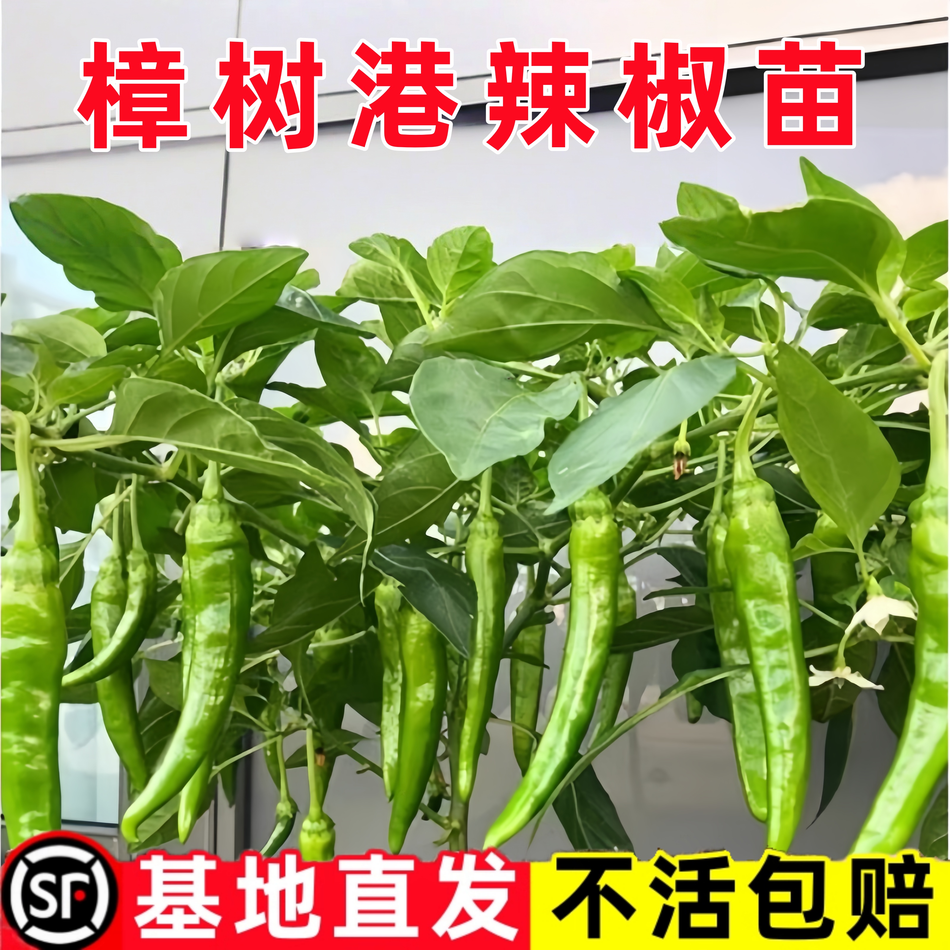 正宗樟树港辣椒苗秧苗湖南辣椒种籽子四季朝天椒辣椒种孑盆栽大全