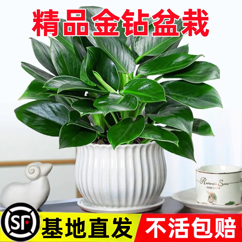 大叶金钻盆栽绿萝箩水培绿公主植物室内吸除好养当年好养花卉绿植