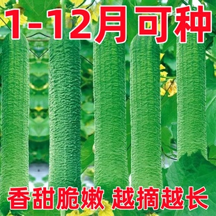 皱皮丝瓜新品种肉丝瓜种籽四季特大超长蔬菜种子菜孑子籽种水瓜