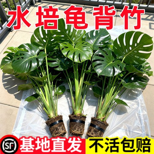 龟背竹盆栽大叶开背老桩客厅办公室内植物大型净化空气好养活绿植