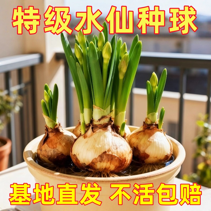 漳州水仙花种球水培植物耐寒花卉好养易活室内外阳台盆栽水仙花苗