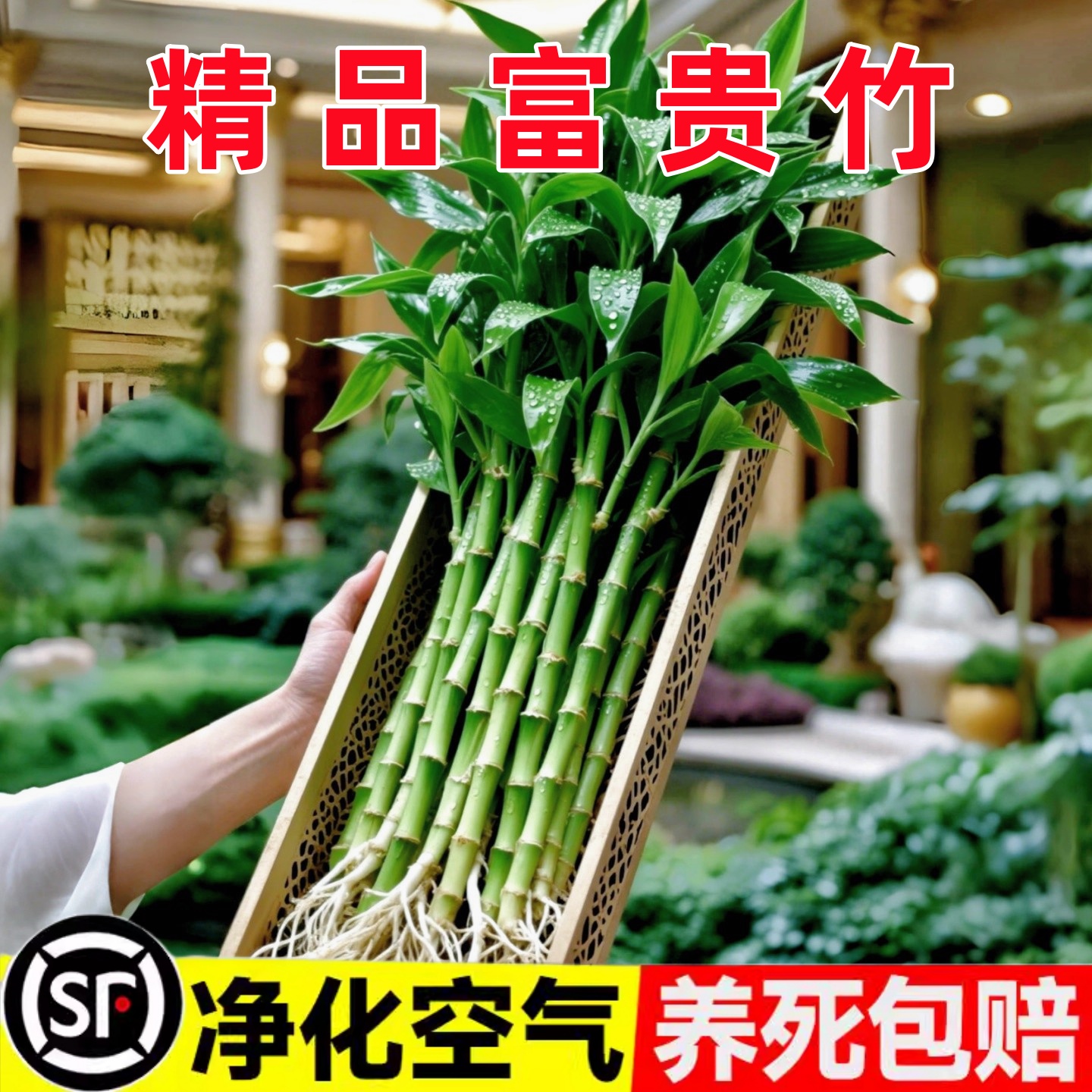 带根富贵竹水培大叶粗枝当年常青玻璃花瓶客厅盆栽好养净化空气