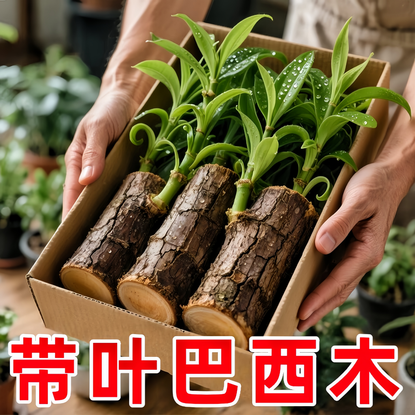 【带绿芽】巴西木带芽幸运木水培格鲁特室内盆栽绿植可开花巴旦木