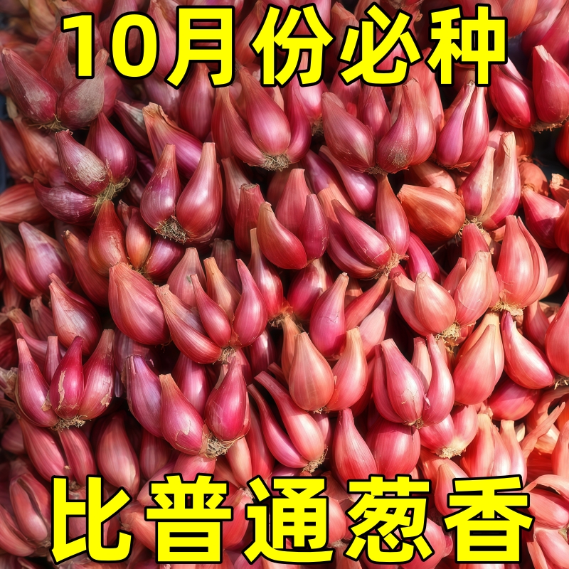 红葱头四川小香葱头当年小葱可吃可种香阳台多次收采农家火葱头种