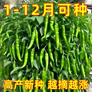 樟树港椒种籽樟树辣椒种子优质清香薄皮辣椒新种春秋四季播种蔬菜