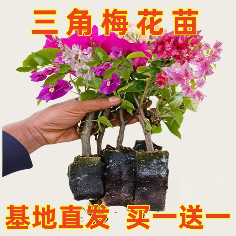 三角梅当年开花卉不断大苗带花盆栽爬藤重瓣植物室内阳台庭院树苗
