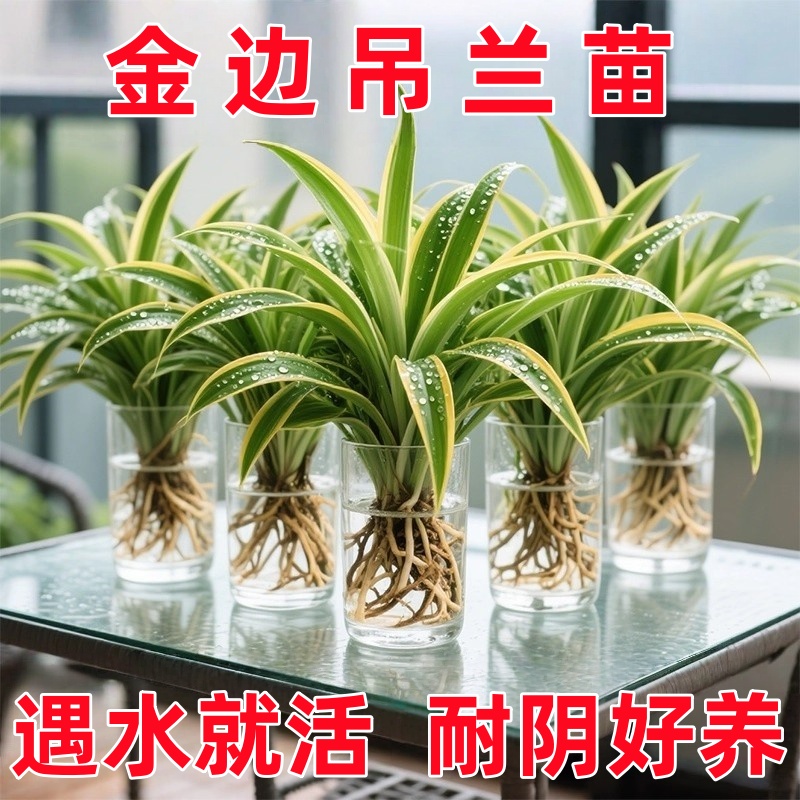 水培植物金边吊兰盆栽室内绿植花卉好养植物客厅桌面净化空气花草