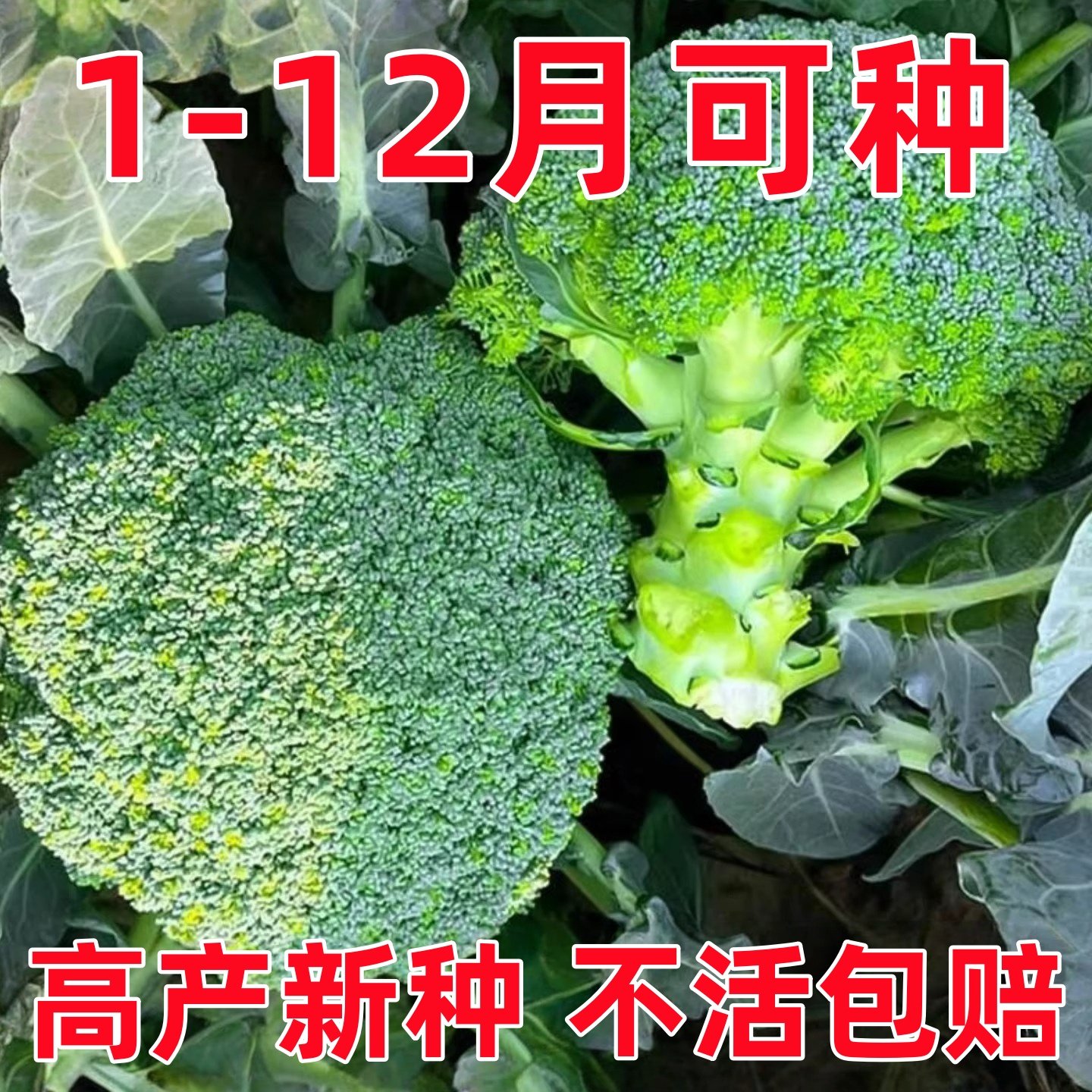 西兰花种子有机花菜种子花椰菜种家庭种植四季蔬菜秧苗秋冬季菜籽,鲜花速递/花卉仿真/绿植园艺,家庭园艺种子,淘宝优惠券,粉丝福利购,淘宝优惠卷