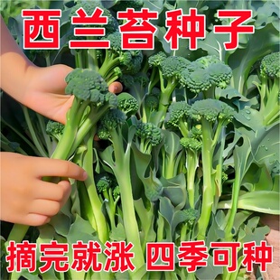 西兰苔种子种籽西兰花种籽苗秧苗芥蓝芥兰菜菜苔蔬菜孑菜心秧苔菜