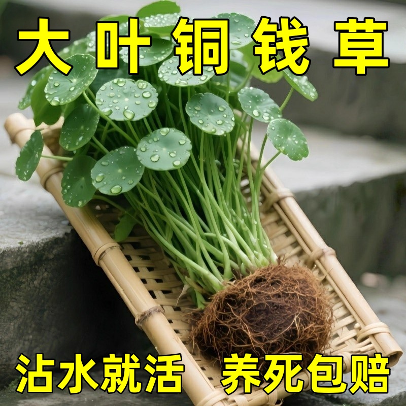 精品大叶铜钱草水培植物金钱草水养盆栽办公室内好养桌面绿植好养