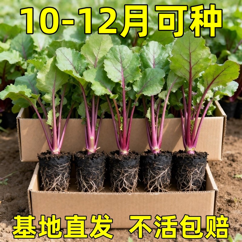 红菜苔秧苗耐寒高产甜菜苗多茬采收阳台小院可种植四季蔬菜苗盆栽
