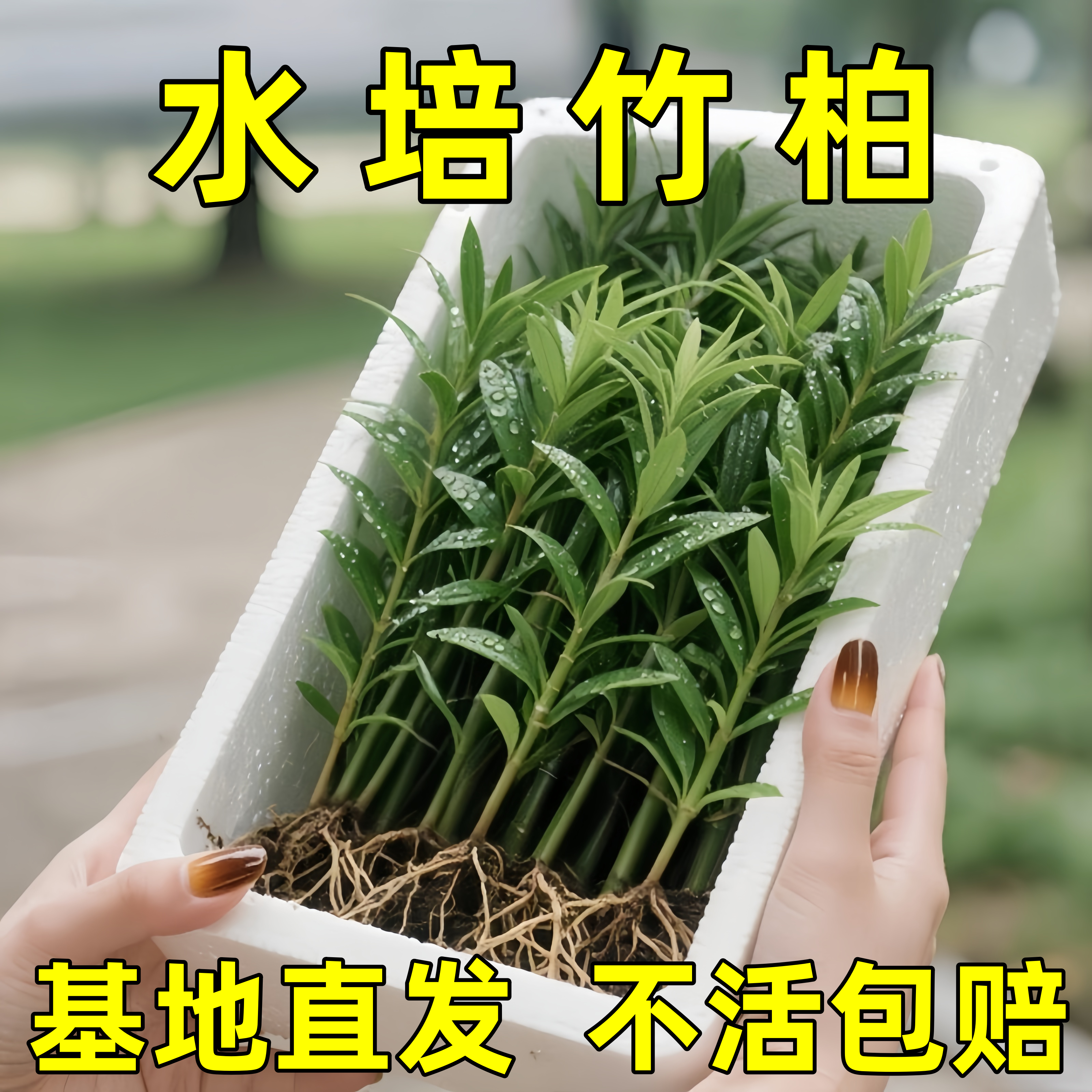 竹柏驱蚊竹水培祛蚊植物室内外蚊子克星水养绿植花卉盆栽办公桌面