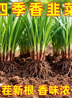 韭菜根苗老品种小叶香韭菜根紫根种子菜苗农村本地细叶小叶带根苗