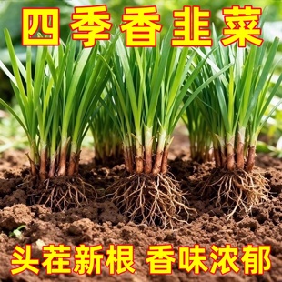 韭菜根苗老品种小叶香韭菜根紫根种子菜苗农村本地细叶小叶带根苗
