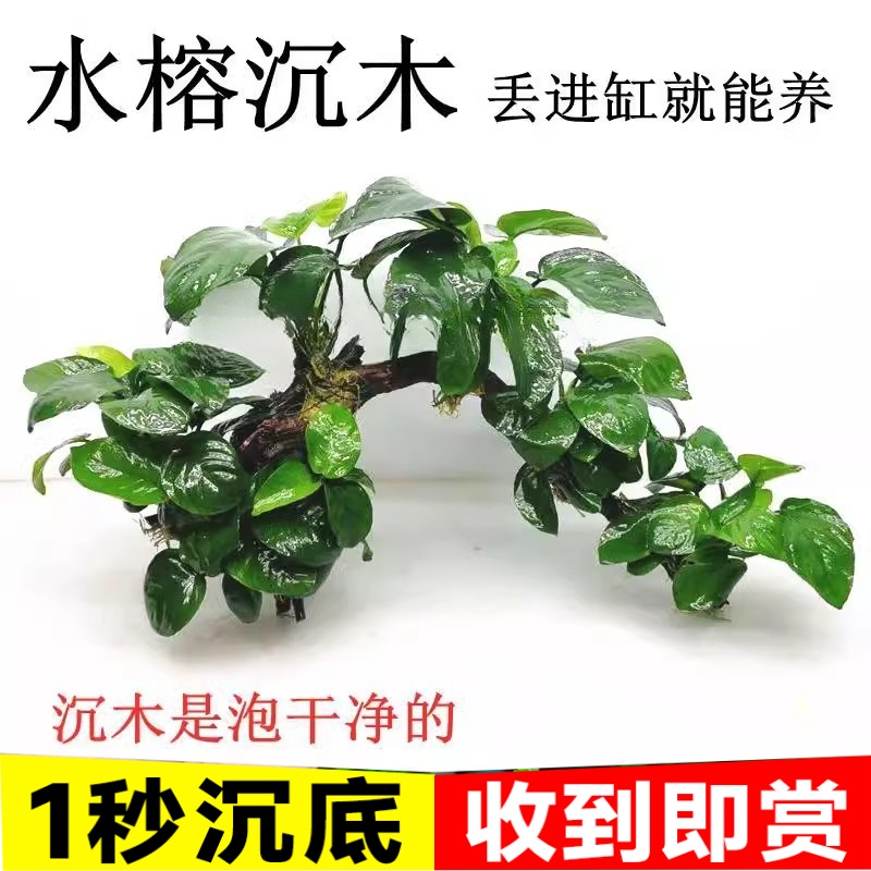 水榕沉木懒人阴性真水草好养活植物鱼缸装饰造景绿植套餐新手摆件