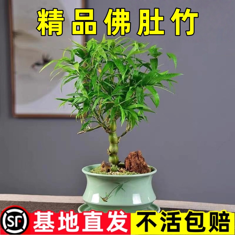 罗汉竹佛肚竹盆栽老桩室内客厅庭院绿植四季常青矮化竹子盆景好养