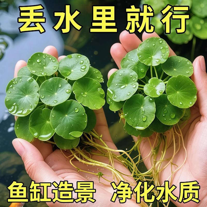 圆心萍浮萍水草植物鱼缸造景水培净化水质鱼虾龟缸漂浮水草