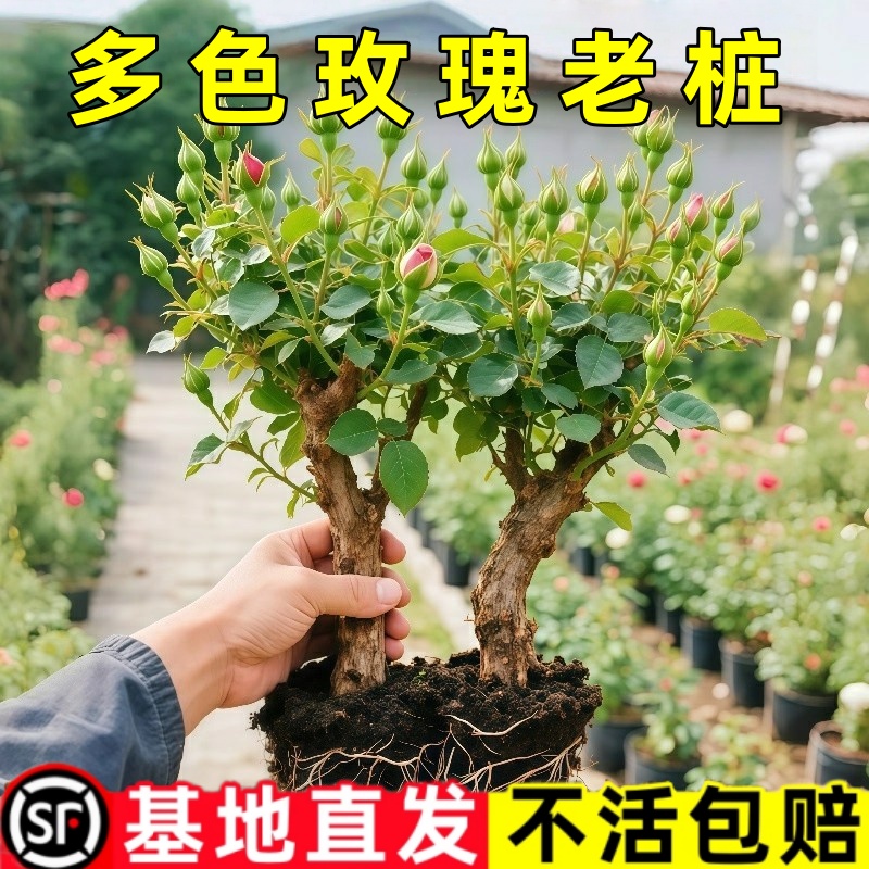 玫瑰老桩带花苞月季花苗大花盆栽花卉室内阳台好养活土培苗多年生