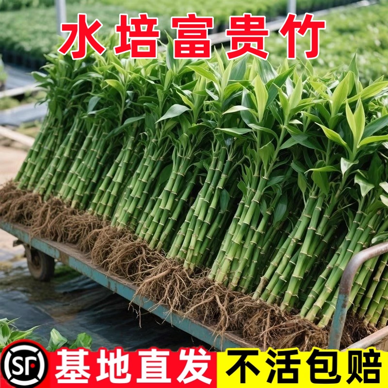 富贵竹水培植物水养发财竹带根客厅绿植招财转运竹子粗壮盆栽室内