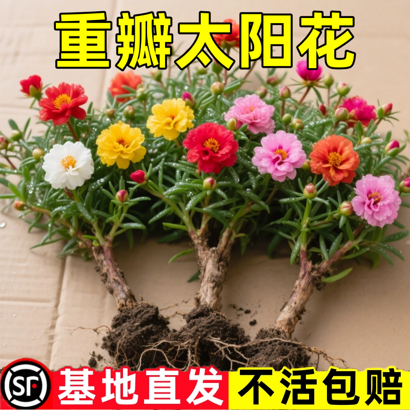 进口重瓣太阳花盆栽苗大花混色带根带花苞植物室内庭院好养花卉